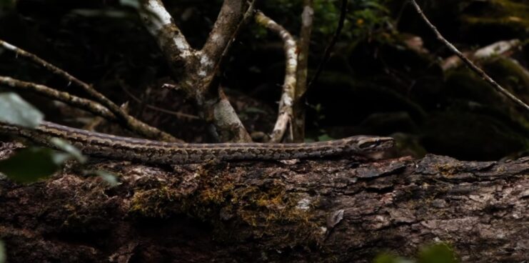 African Rock Pythons