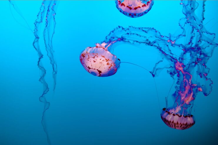 Aquatic Animals With Mind Blowing Superpowers