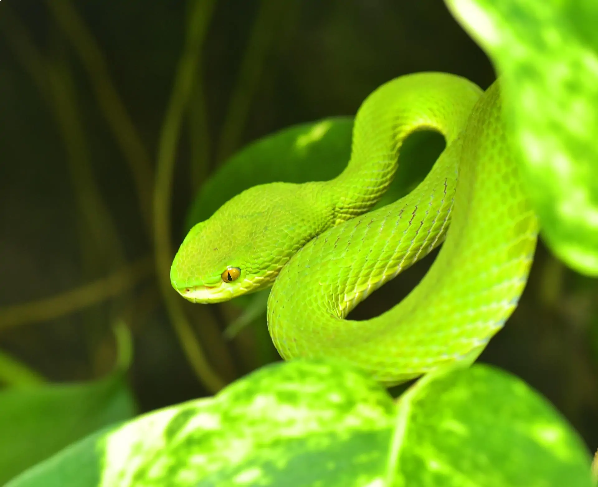 Non-Venomous Snakes In The World