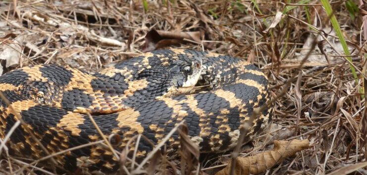 The Eastern Hognose Snake