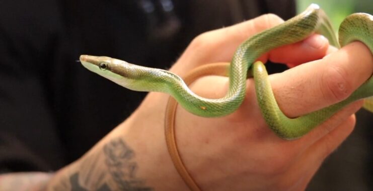 The Red-Tailed Green Rat Snake
