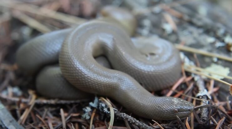 The Rubber Boa