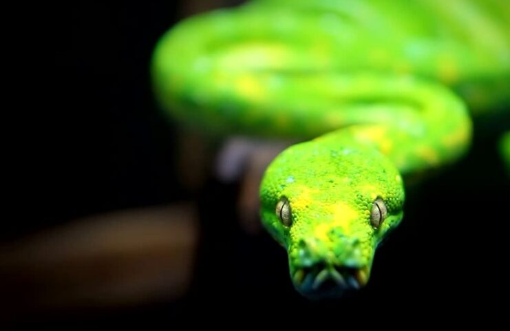 Top 17 Non-venomous Snakes In The World
