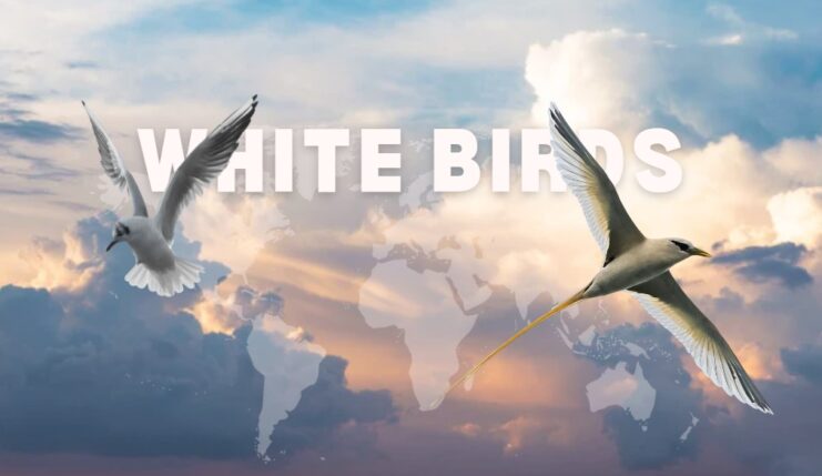 White Birds In The World