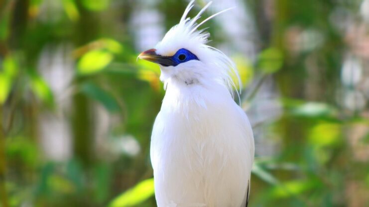White Birds In The World